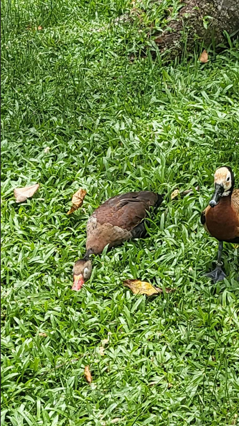 Dois patos na grama, um deles está deitado entre as folhas