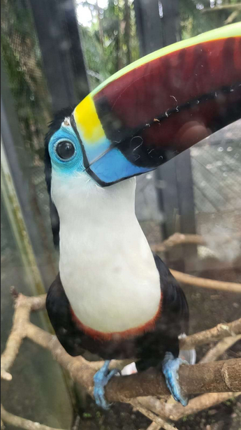 Tucano olhando pra câmera