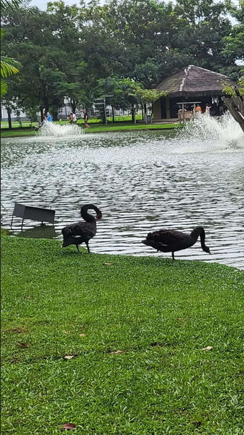 Dois ganços na beira de um lago, com fontes jogando água pra cima e árvores no fundo