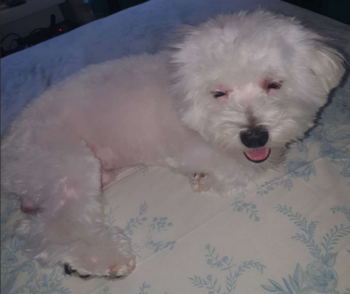 Cachorro branco peludo deitado em uma cama