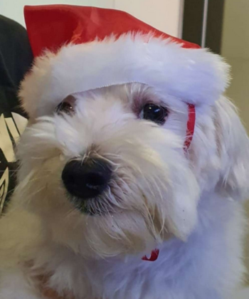 Mesmo cachorro olhando pra câmera, usando um gorro vermelho de natal