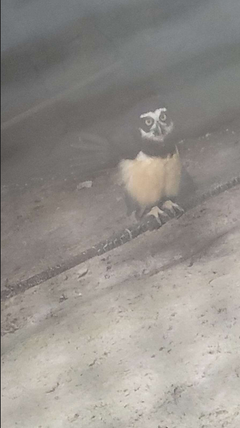 Coruja nas sombras, vista através de uma telha escura