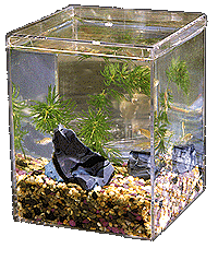 Gif de peixes se movendo num aquário
